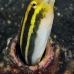blenny_fang_bottle_kbrtk2_v_0348_sul7365.jpg